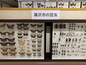 カブトムシ