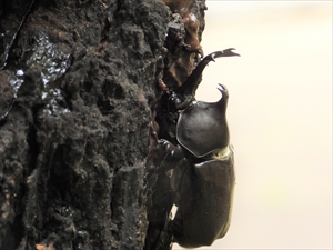 カブトムシ
