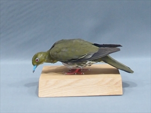 アオバト