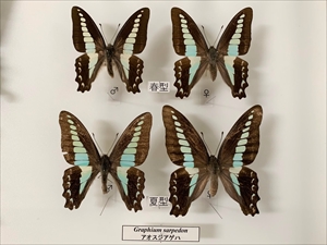 アオスジアゲハ
