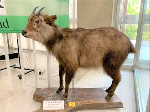 カモシカ