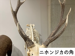 シカ