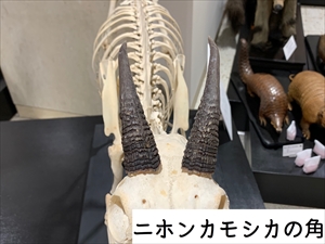 カモシカ