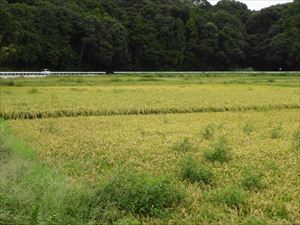 黄色く色づき始めたイネの穂