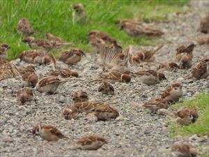 砂浴びするスズメたち