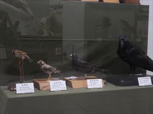 身近な鳥コーナー