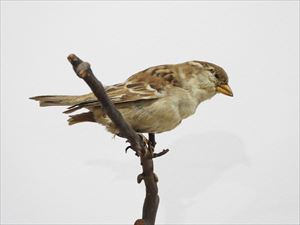 ニュウナイスズメ