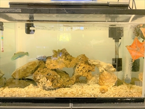 ヒトデ水槽