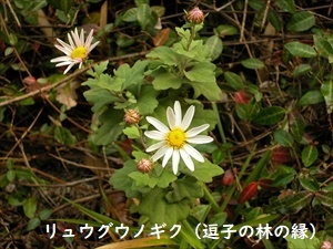 野菊