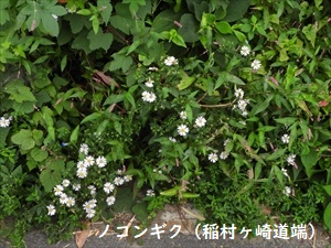 野菊