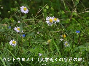 野菊