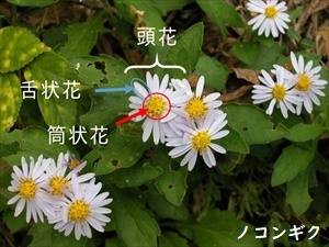 野菊