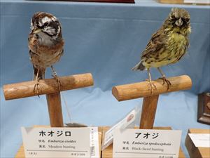 アオジとホオジロ