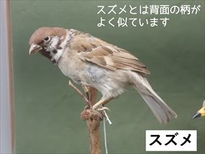 すずめ