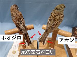 アオジとホオジロ