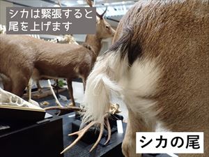 シカのしっぽ