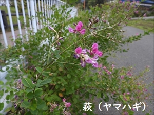 ヤマハギ