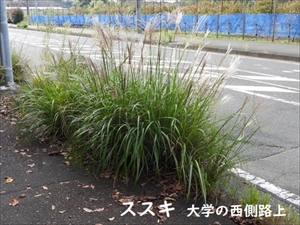 ススキ