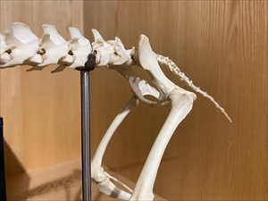 タヌキの骨盤