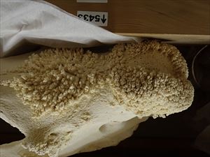 シロサイ頭蓋骨２