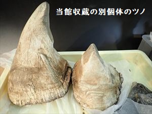 シロサイ別個体ツノ