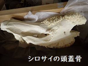 シロサイ頭蓋骨