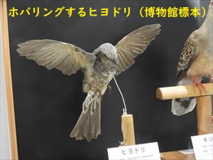 博物館のヒヨドリ標本