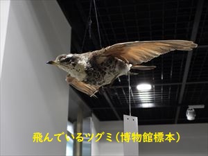 博物館のツグミ標本