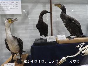 中央がヒメウ