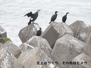 野外でのヒメウ