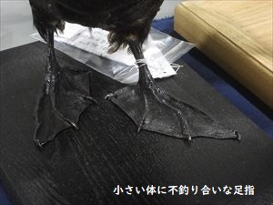 ヒメウの小さな体に不釣り合いな足指