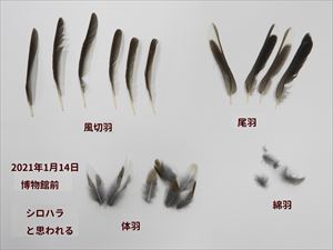 羽毛の一部