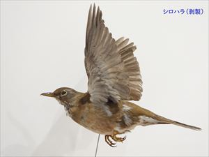 博物館のシロハラ標本