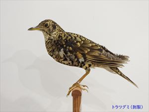 トラツグミ標本