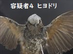 ヒヨドリ