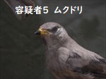 ムクドリ