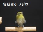 メジロ