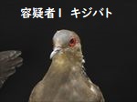 キジバト