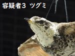 ツグミ
