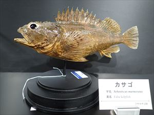 カサゴ(剥製)