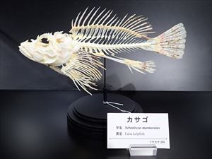 カサゴ(骨格標本)