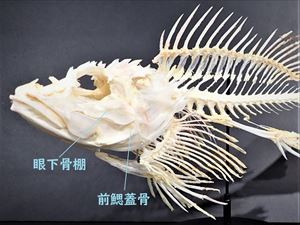 カサゴ(頭部骨格)