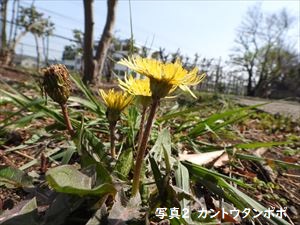 カントウタンポポ