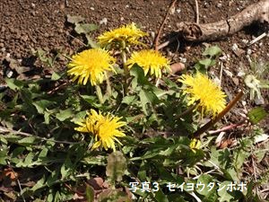 セイヨウタンポポ