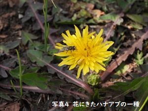 ハナアブの一種