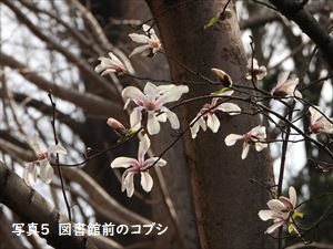 図書館前のコブシ