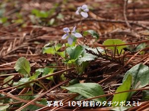 10号館前のタチツボスミレ