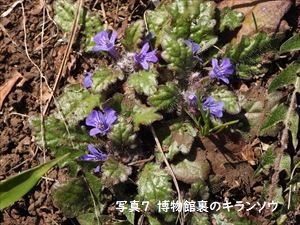 博物館裏のキランソウ