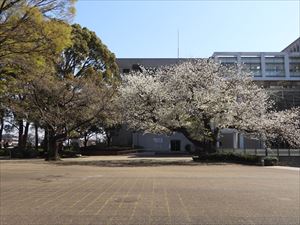 博物館前のオオシマザクラ