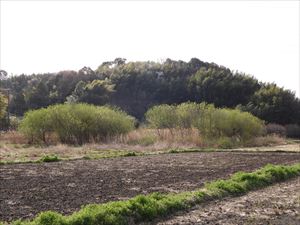 水田地帯のヤナギ